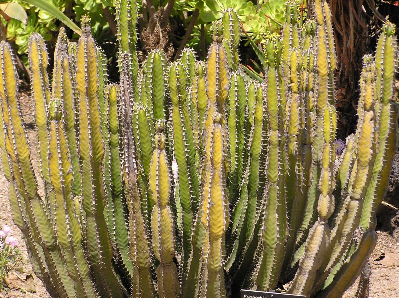 Euphorbia avasmontana Hu.JPG