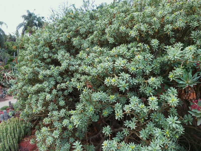 Euphorbia balsamifera blooming H.jpg