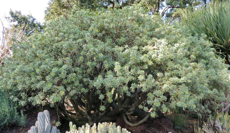 Euphorbia balsamifera entire plant winter H.jpg