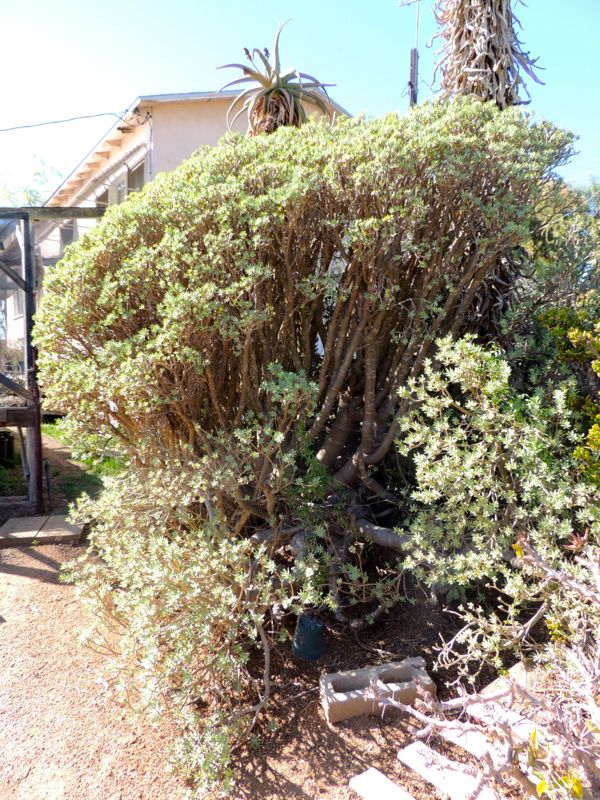 Euphorbia balsamifera huge grigs.jpg