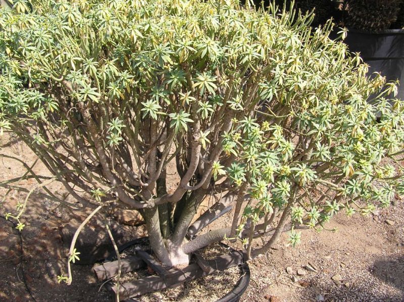 Euphorbia balsamifera TR.jpg