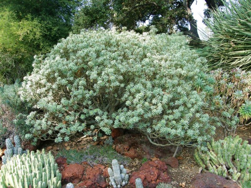 Euphorbia balsamifiera.jpg