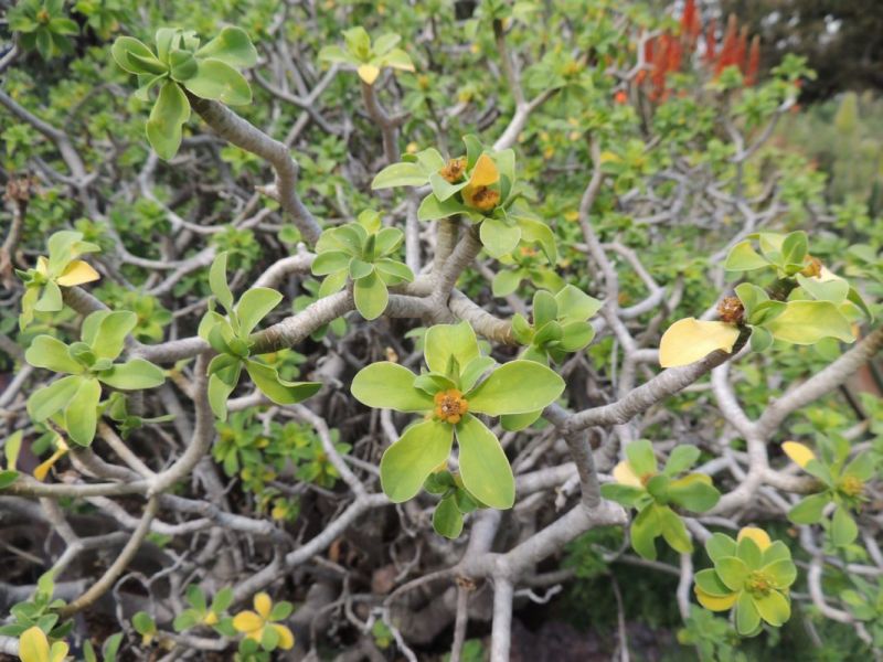 Euphorbia balsimifera adenensis.jpg