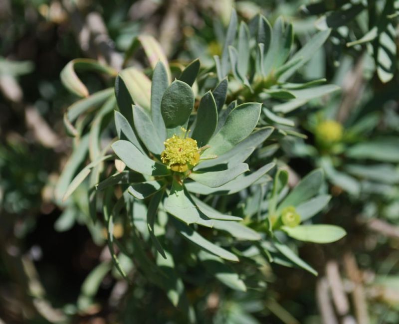 Euphorbia balsamifera fllwrs.jpg