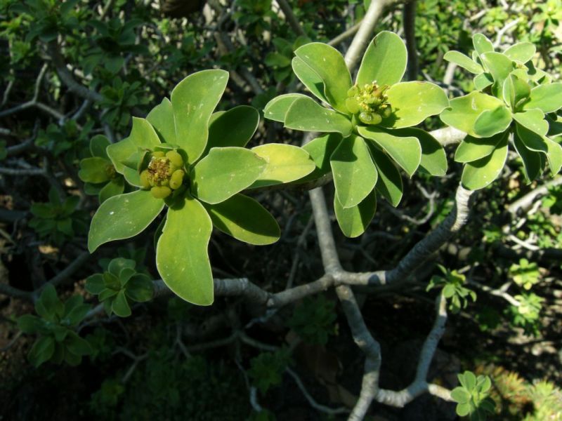 Euphorbia balsamifera cyathea.jpg