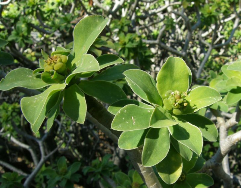 Euphorbia balsamifera cyathia closest.jpg