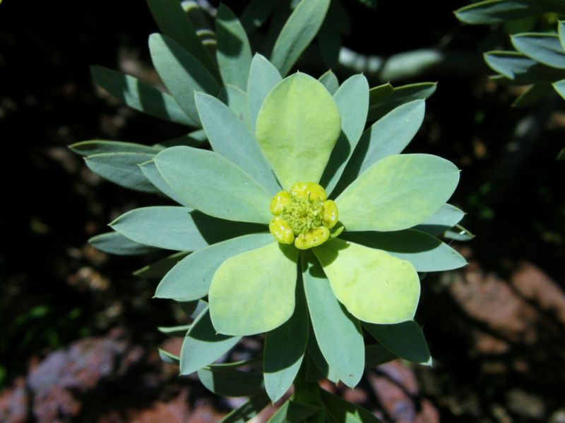 Euphorbia balsamifera flower.jpg