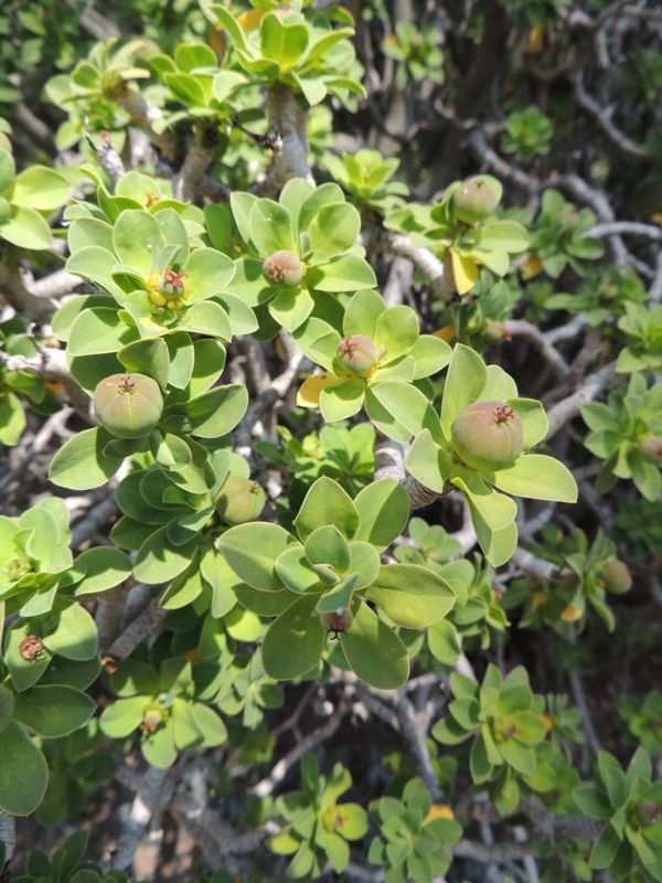 Euphorbia balsamifera fruits.jpg