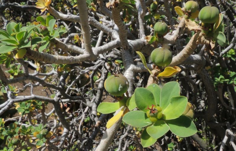 Euphorbia balsamifera full fruit May.jpg