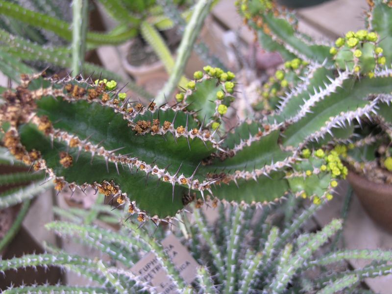 Euphorbia barnardii.JPG