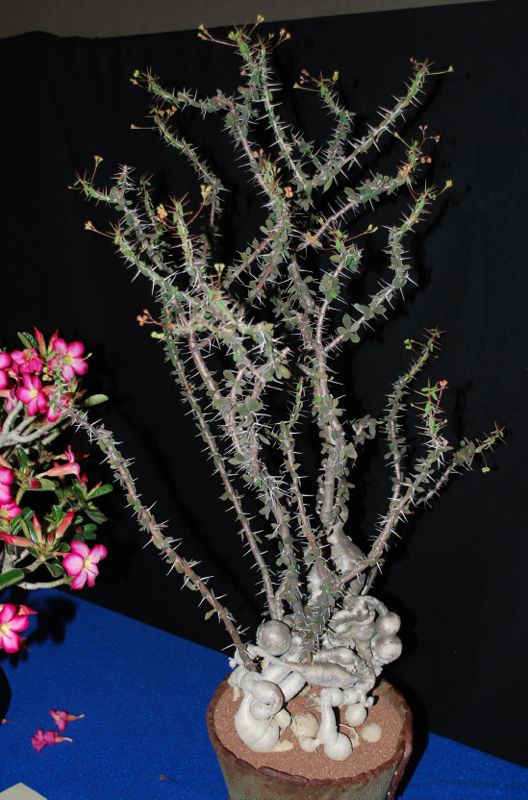 Euphorbia beharensis guillemetii.jpg