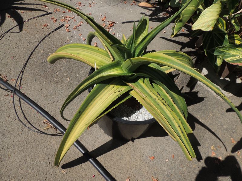 Aloe barberae variegated RSN.jpg