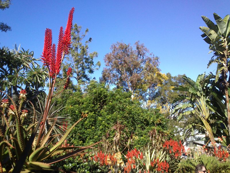 Aloe Eric the Red - Growing in a private garden in Brisbane.