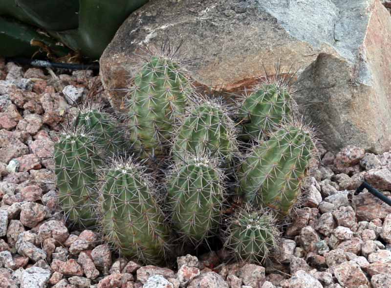 Cactus 005.JPG