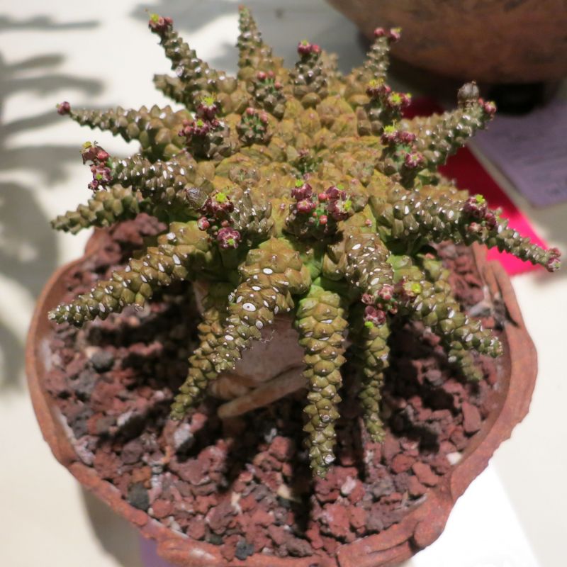 Euphorbia brevirama.jpg