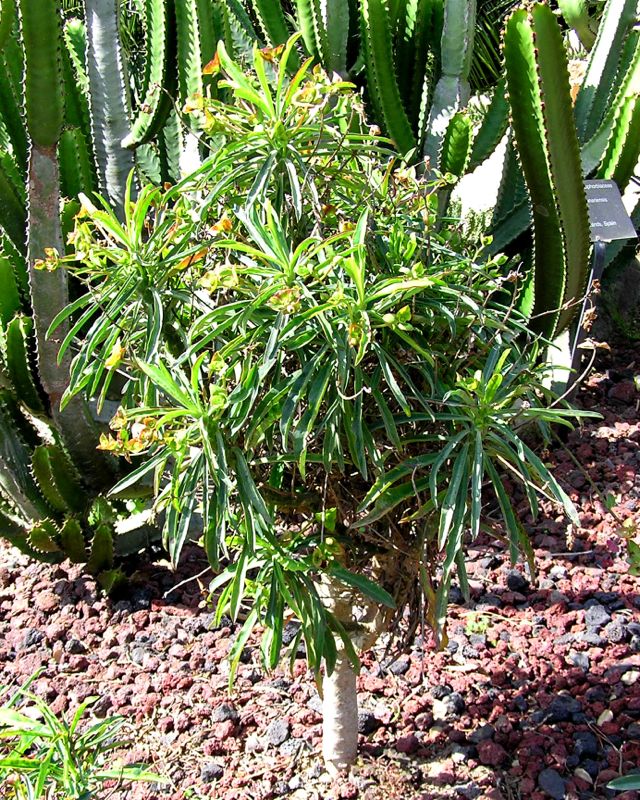 Euphorbia bubalina LL.jpg