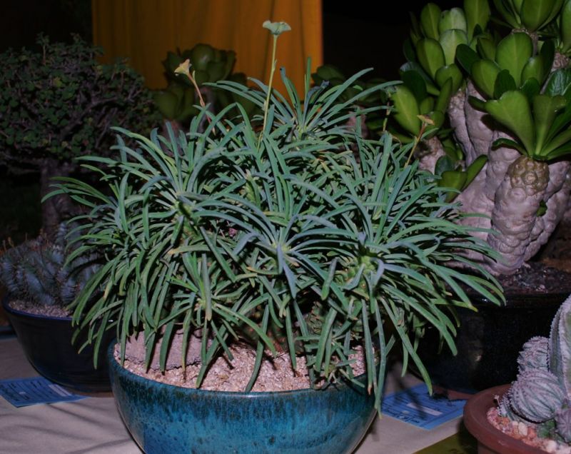 Euphorbia bubalina side intercity11.jpg