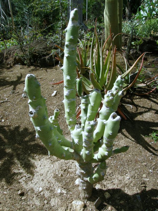 Euphorbia caducifolia another angle.jpg