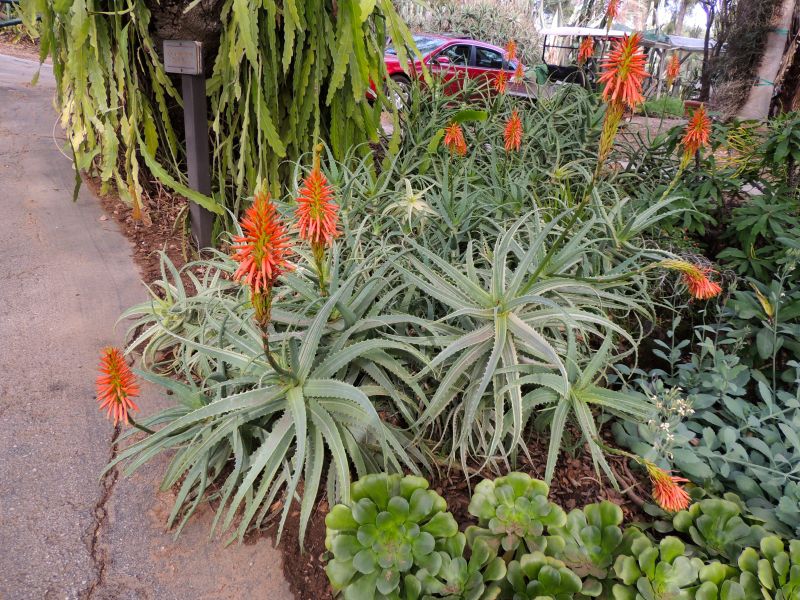 Aloe arbrescens variegated in flower Dec H 14.jpg