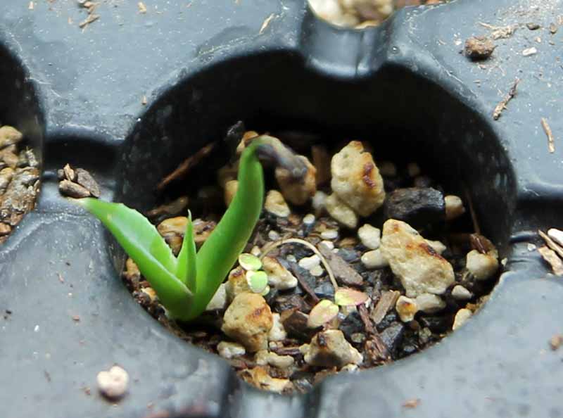 Sole 'Turtle Teeth' seedling with second leaf coming