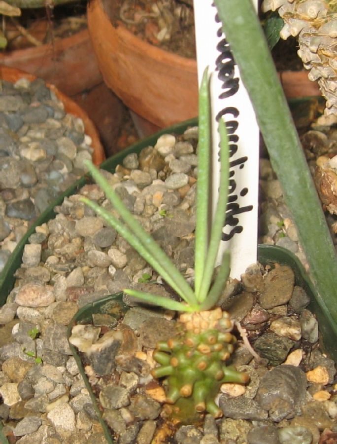 2015 01 20 Tylecodon cacaliodes P1 X775.jpg