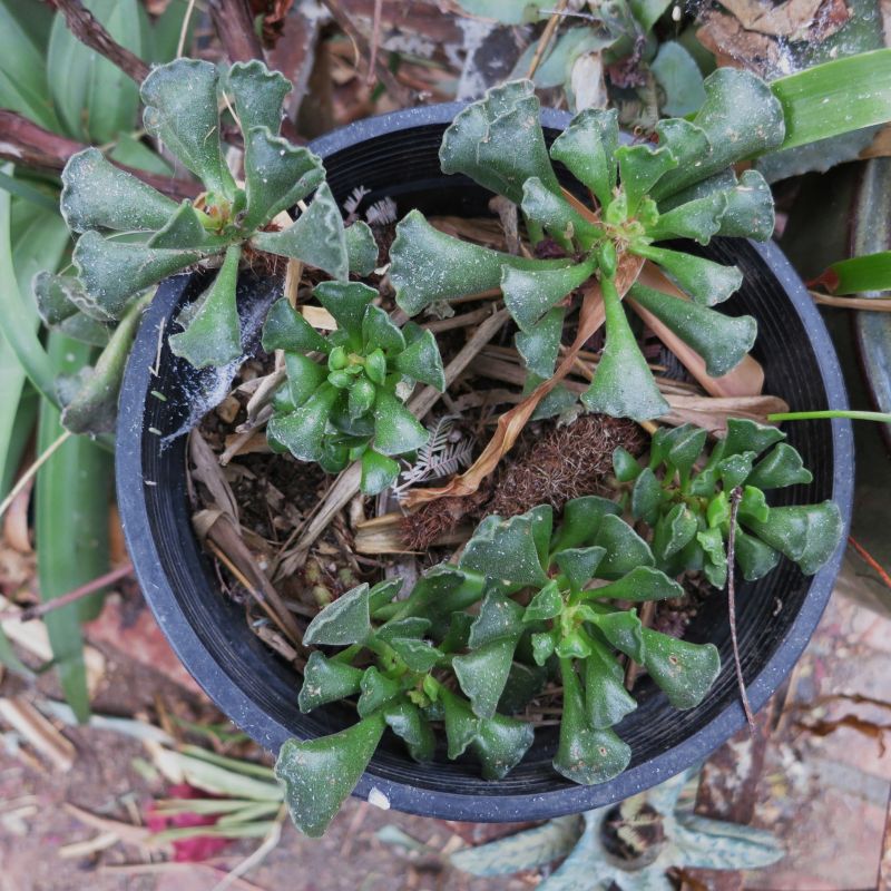 Adromiscus growing in pot.JPG