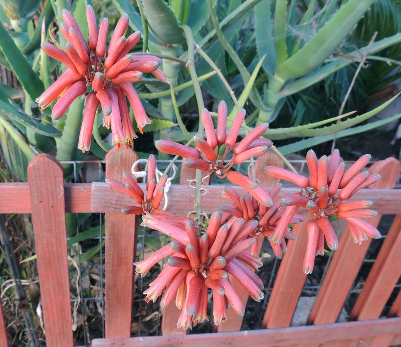 Aloe aageodonta flowers good shot 2-13 end.jpg