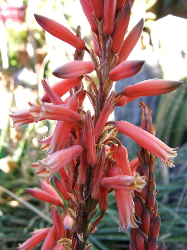 Aloe acutissima flower close shade 1-08.JPG