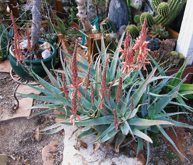 Aloe acutissima full flower 2-09.JPG