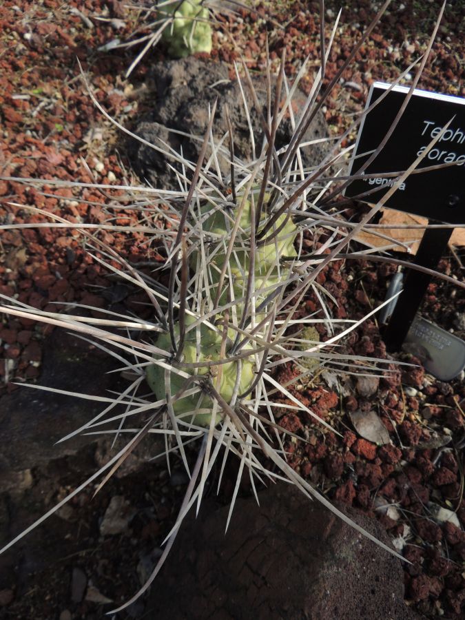 Tephrocactus aorocanthus again H 14 Dec.jpg