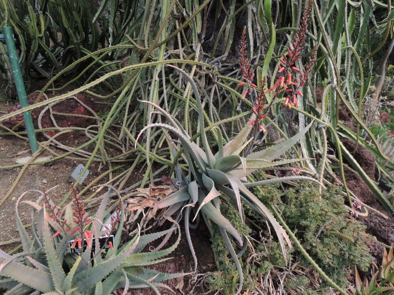 Aloe abyssicola flowering H Feb.jpg