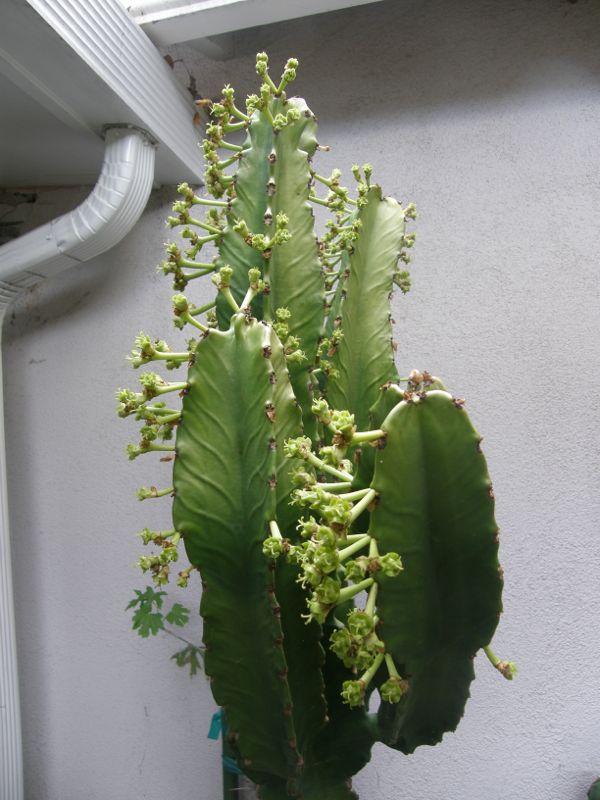 Euphorbia ingens floweirng p4 11-08.jpg