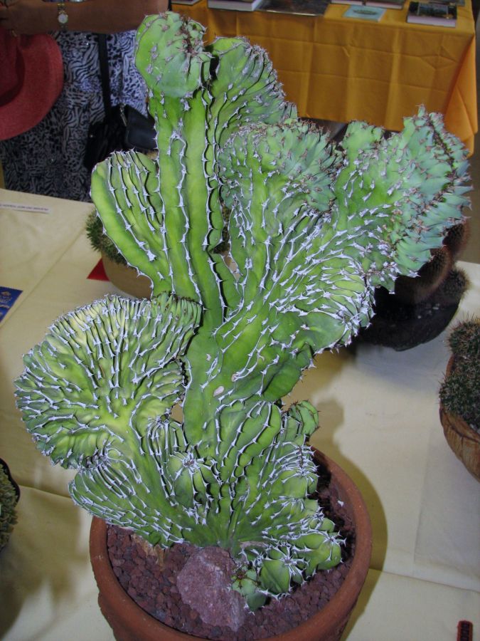 Euphorbia kebiwezensis crest iccss.JPG