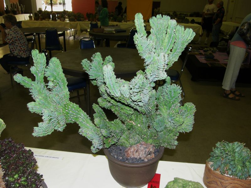 Euphorbia kiwiensis crest Css.JPG