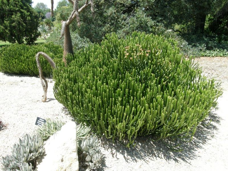 Euphorbia leucadendron shrubs larb.jpg