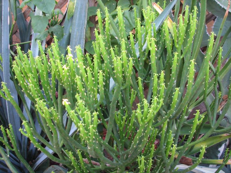 Euphorbia leucodendron 9-07.jpg