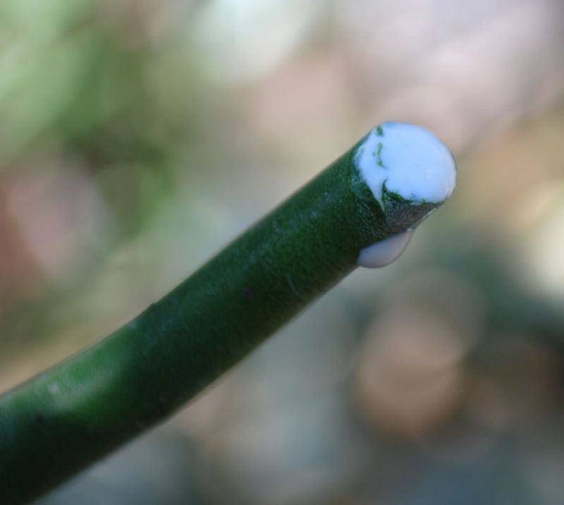 Euphorbia leucodendron sap closer.jpg
