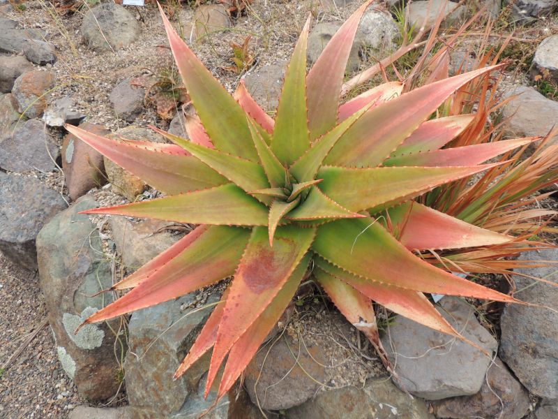 Aloe abyssinica UCB.jpg