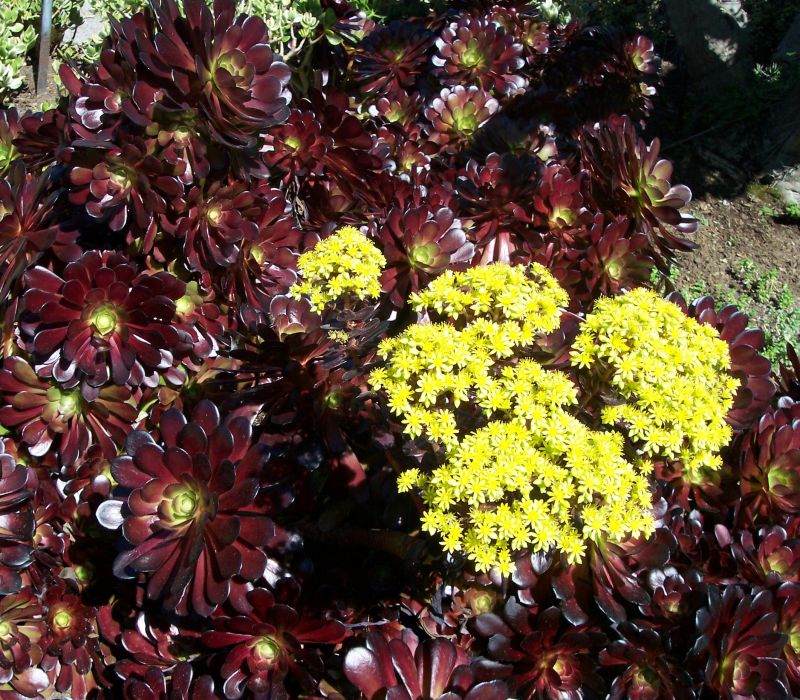 Aeonium Garnet in flower April.jpg