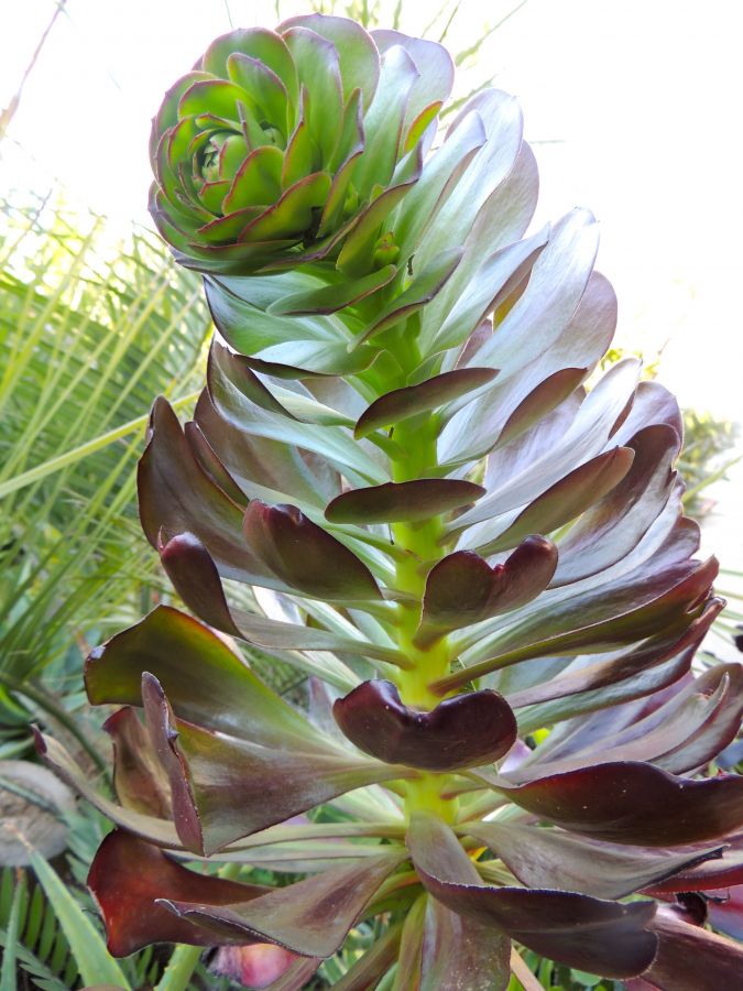 Aeonium Cyclops flowering another angle 2-13.jpg