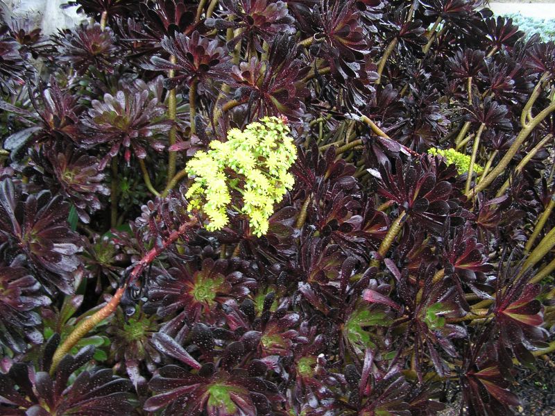 Aeonium zwartkop flowering H feb.JPG