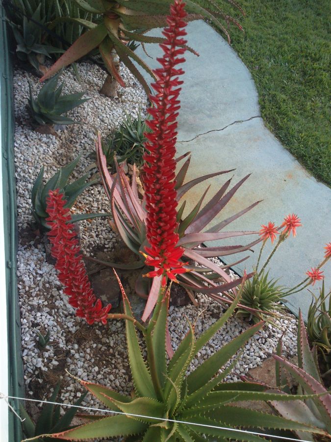 aloe 'Eric the Red' plant and flower