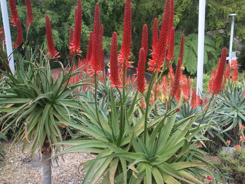 aloe 'Eric the Red' at Roma Street Parkland