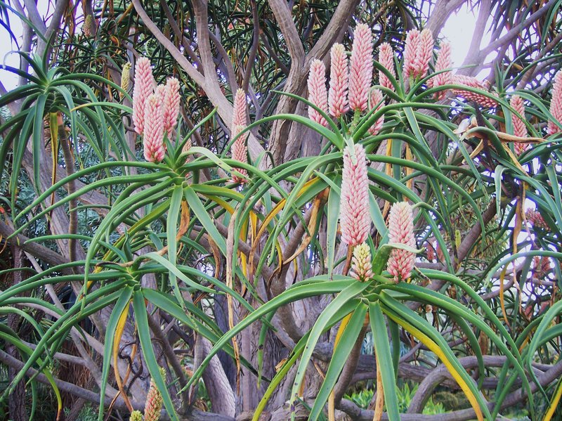 Aloe barberae flowers Jan.jpg