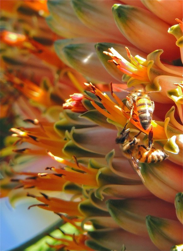Aloe barberae details with bees 2013 H.jpg