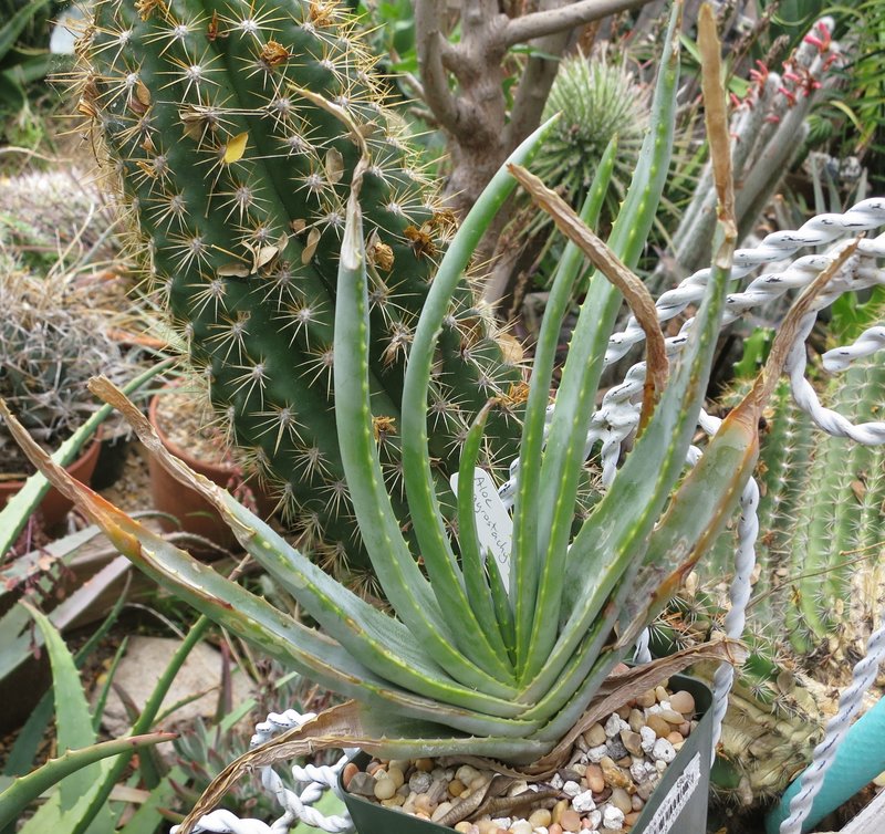 Aloe argyrostachys 4-12.jpg