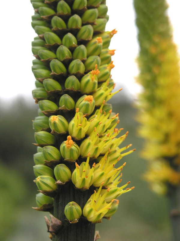 Aloe alooides flower clseup 2.JPG