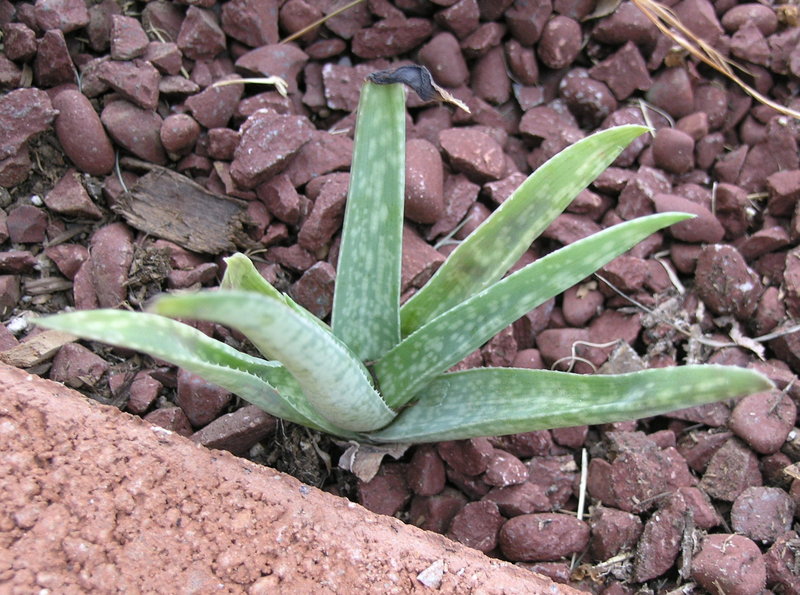 Aloe amutadensis.JPG