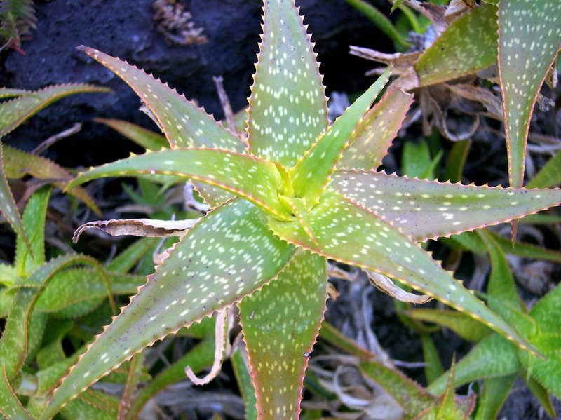 Aloe andongensis close up.jpg