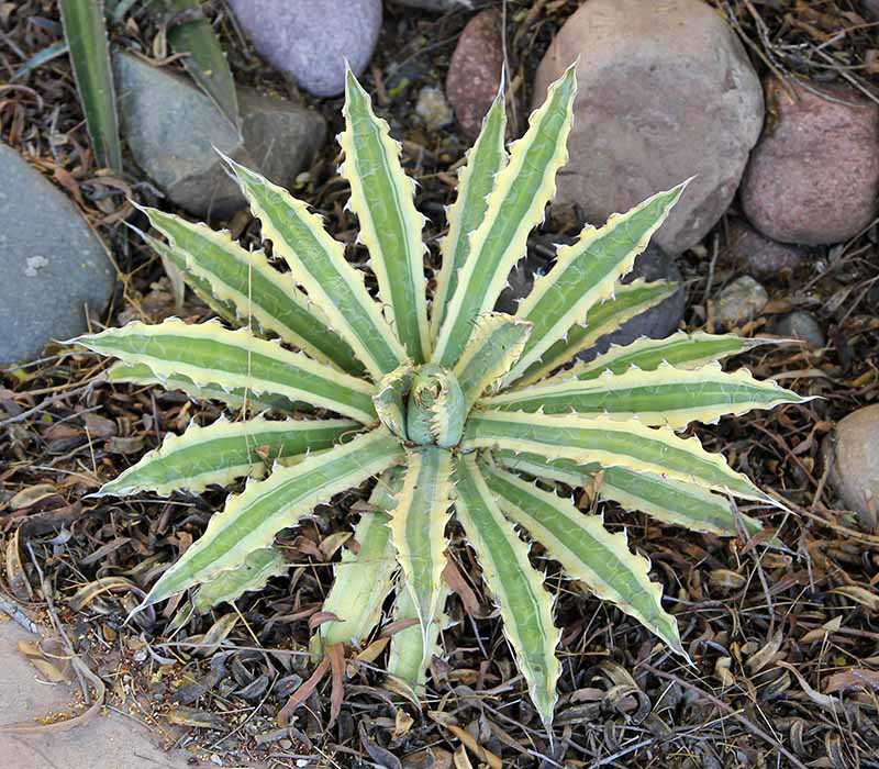 A. xylonacantha 'Frostbite' (actually a form of A. univittata)